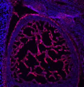 TM4SF1 antibody in Mouse Embryo by Immunohistochemistry (IHC-Fr).