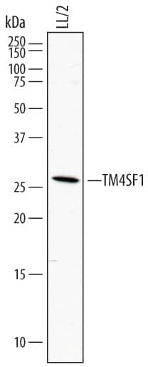 Detection of Mouse TM4SF1 antibody by Western Blot.