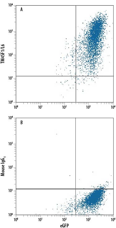Detection of TM4SF1/L6 antibody in HEK293 Human Cell Line Transfected with Human TM4SF1/L6 and eGFP antibody by Flow Cytometry.