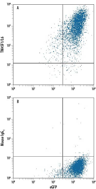 Detection of TM4SF1/L6 antibody in HEK293 Human Cell Line Transfected with Human TM4SF1/L6 and eGFP antibody by Flow Cytometry.