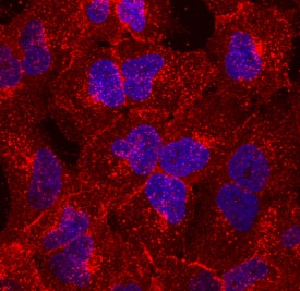TM4SF1/L6 antibody in A549 Human Cell Line by Immunocytochemistry (ICC).