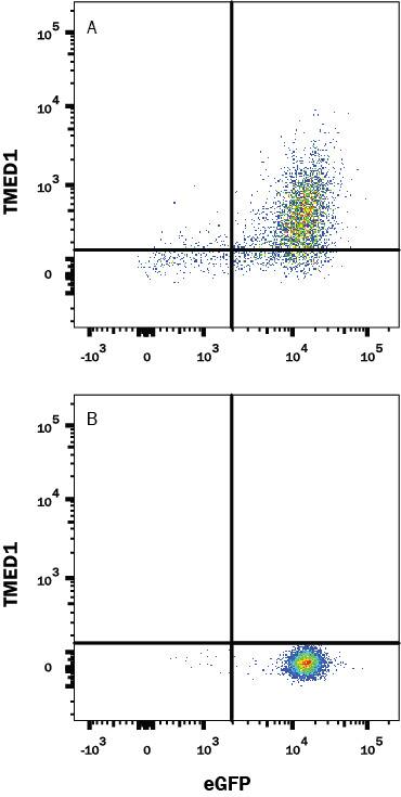 Detection of TMED1 antibody in HEK293 Human Cell Line Transfected with Human TMED1 and eGFP antibody by Flow Cytometry.