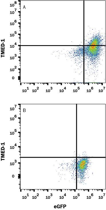 Detection of TMED-1 antibody in HEK293 Human Cell Line Transfected with Human TMED-1 and eGFP antibody by Flow Cytometry.