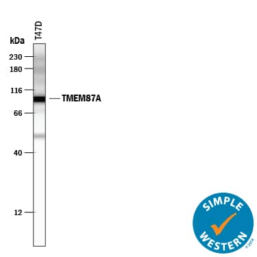 Detection of Human TMEM87A antibody by Simple WesternTM.