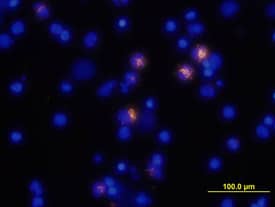 TNF-a antibody in Human PBMCs by Immunocytochemistry (ICC).