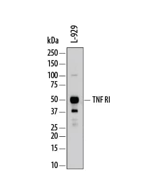 Detection of Mouse TNF RI/TNFRSF1A antibody by Western Blot.