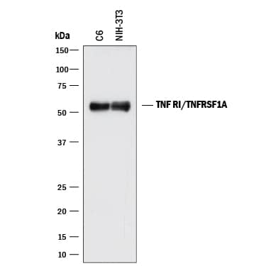 Detection of Mouse and Rat TNF RI/TNFRSF1A antibody by Western Blot.