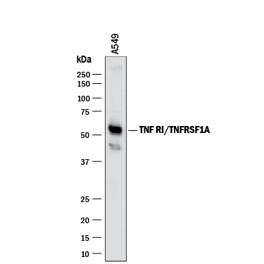 Detection of Human TNF RI/TNFRSF1A antibody by Western Blot.