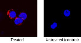 TNF-a antibody in Canine PBMCs by Immunocytochemistry (ICC).