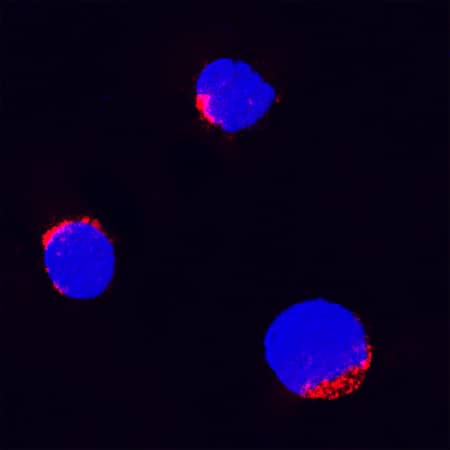 TNF-a antibody in Bovine PBMCs by Immunocytochemistry (ICC).