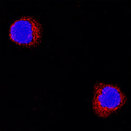 TNF-a antibody in Rat Splenocytes by Immunocytochemistry (ICC).