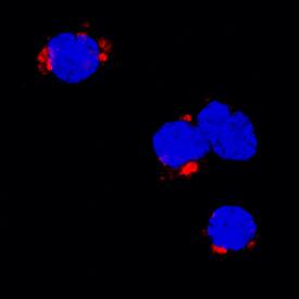 TNF-a antibody in Porcine PBMCs by Immunocytochemistry (ICC).