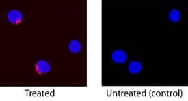 TNF-a antibody in Canine PBMCs by Immunocytochemistry (ICC).