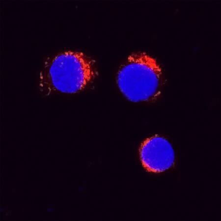 TNF-a antibody in Bovine PBMCs by Immunocytochemistry (ICC).