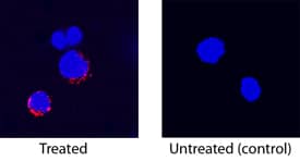 TNF-a antibody in Canine PBMCs by Immunocytochemistry (ICC).