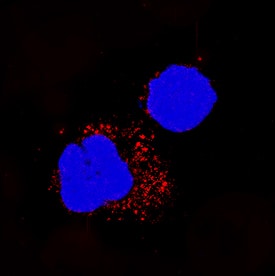 TNF-a antibody in Human PBMCs by Immunocytochemistry (ICC).