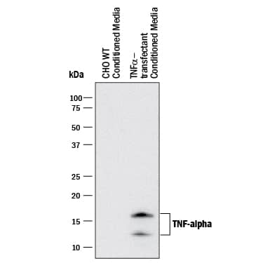 Detection of Human TNF-a antibody by Western Blot.