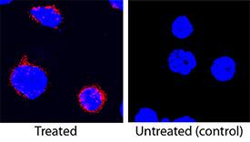 TNF-a antibody in Porcine PBMCs by Immunocytochemistry (ICC).