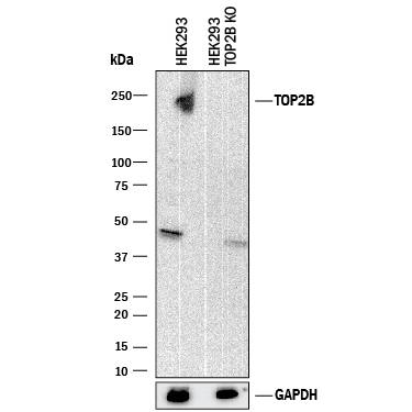 Western Blot Shows Human TOP2B Antibody Specificity by Using Knockout Cell Line.