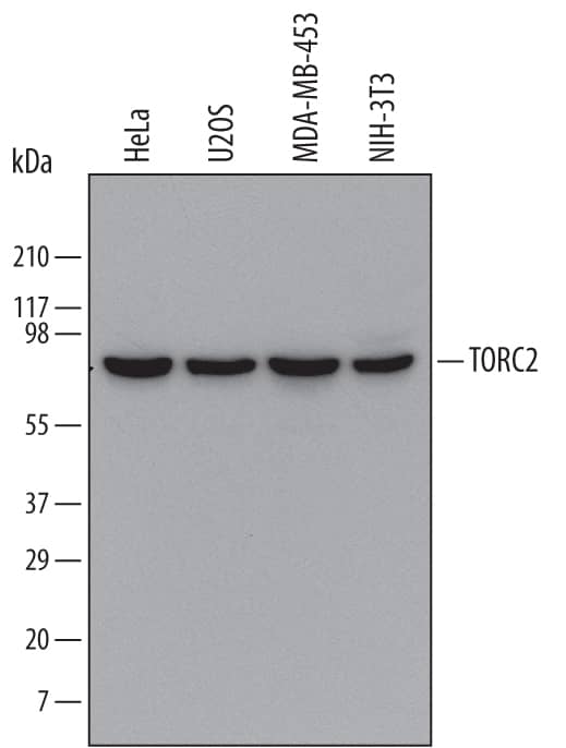 Detection of Human and Mouse TORC2 antibody by Western Blot.