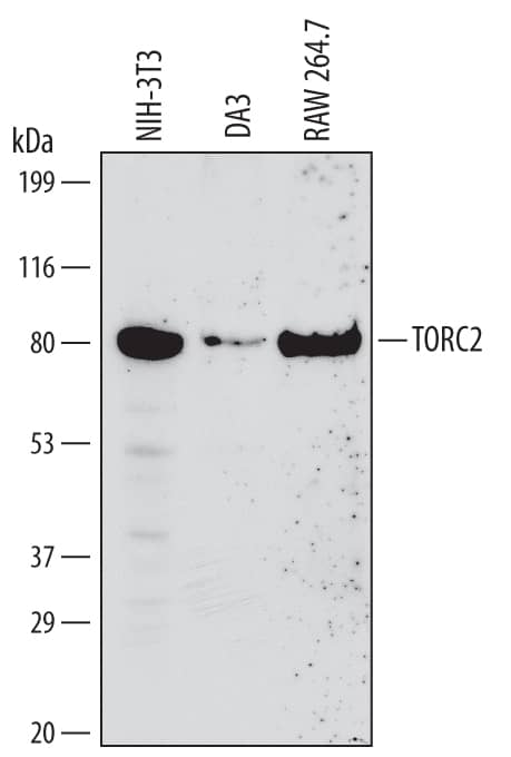 Detection of Mouse TORC2 antibody by Western Blot.