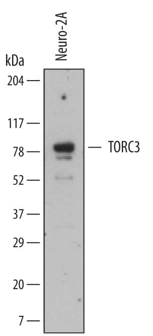 Detection of Mouse TORC3 antibody by Western Blot.