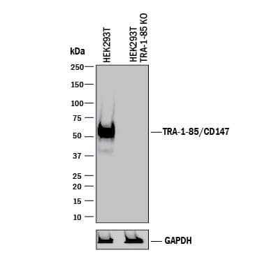 Western Blot Shows Human TRA-1-85/CD147 Antibody Specificity by Using Knockout Cell Line.