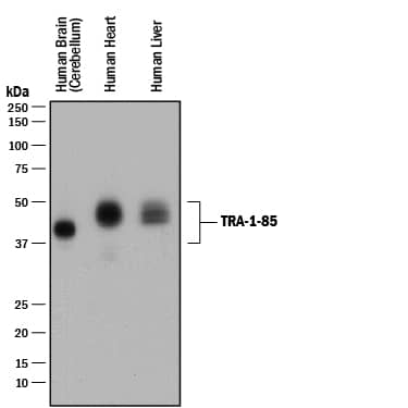 Detection of Human TRA-1-85/CD147 antibody by Western Blot.