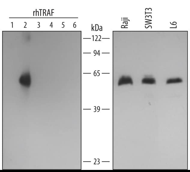 Detection of Human/Mouse/Rat TRAF-2 antibody by Western Blot.