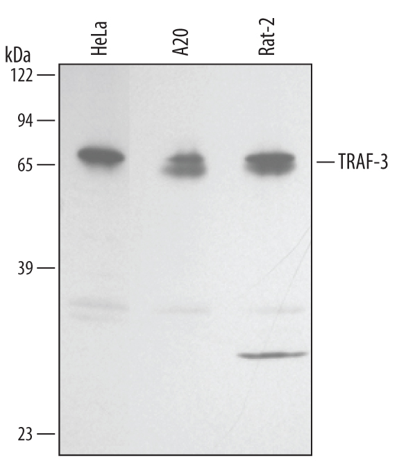 Detection of Human/Mouse/Rat TRAF-3 Isoform 2 antibody by Western Blot.