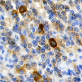 TRAF-5 antibody in Human Lymph Node by Immunohistochemistry (IHC-P).