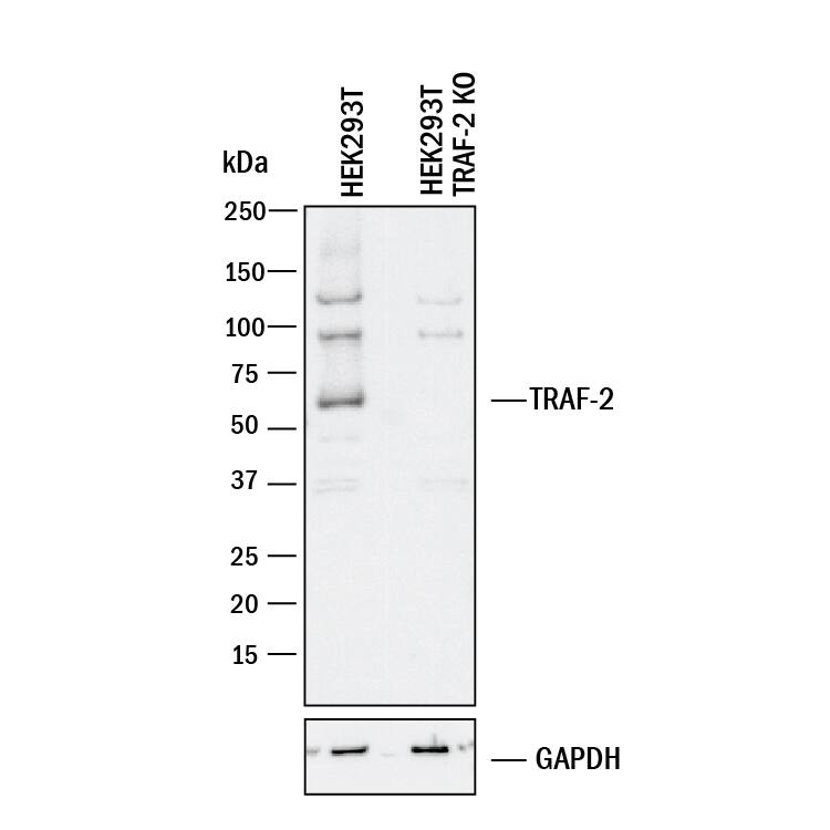 Western Blot Shows Human TRAF-2 Antibody Specificity by Using Knockout Cell Line.