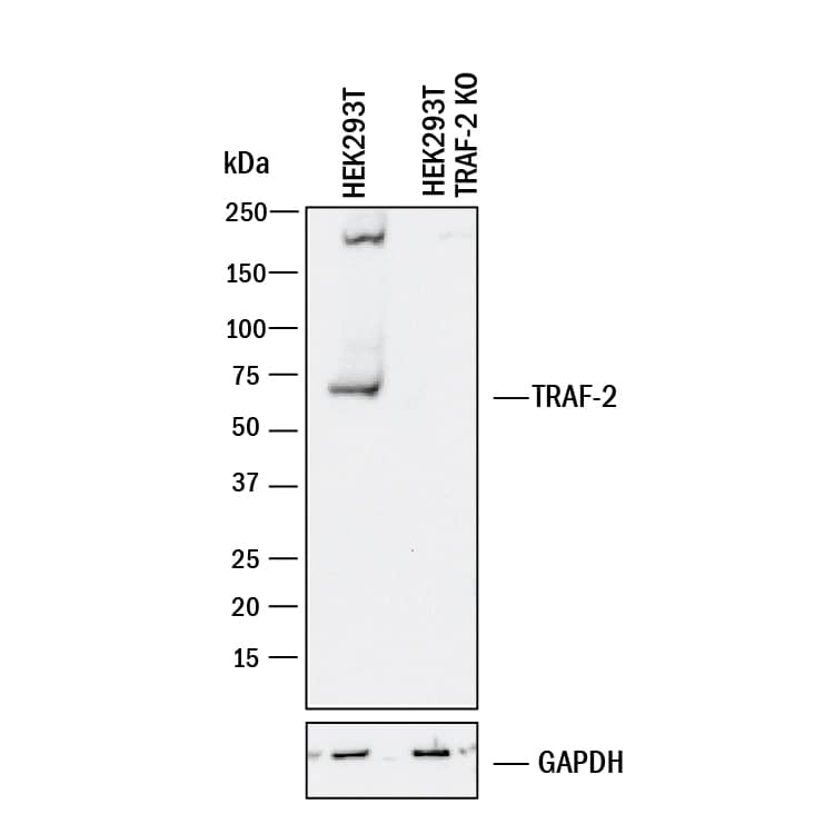 Western Blot Shows Human TRAF-2 Antibody Specificity by Using Knockout Cell Line.