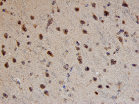 TRAIL/TNFSF10 antibody in Human Brain by Immunohistochemistry (IHC-P).