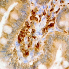 TRAIL/TNFSF10 antibody in Human Colon by Immunohistochemistry (IHC-P).