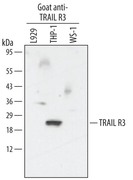 Detection of Human TRAIL R3/TNFRSF10C antibody by Western Blot.