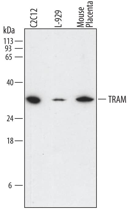 Detection of Mouse TRAM/TICAM2 antibody by Western Blot.