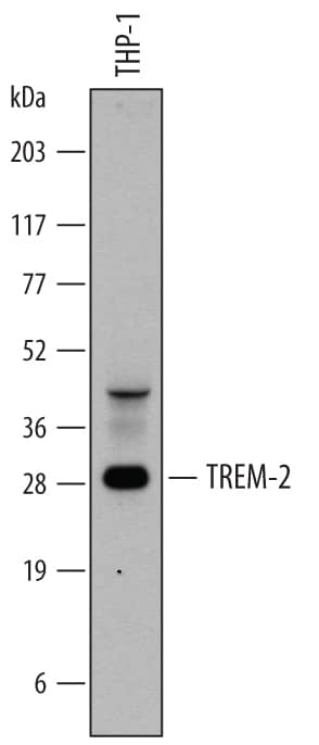 Detection of Human TREM2 antibody by Western Blot.