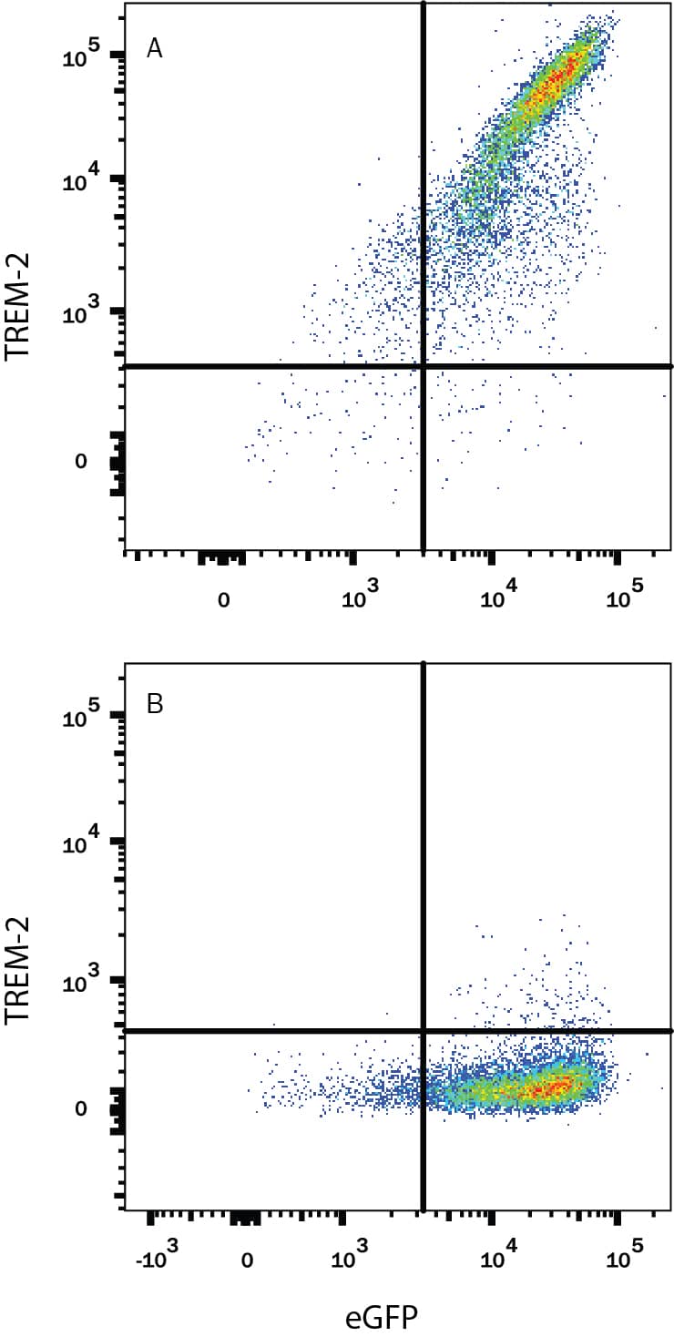 Detection of TREM-2 antibody in HEK Human Cell Line Transfected with Human TREM-2 and eGFP antibody by Flow Cytometry.
