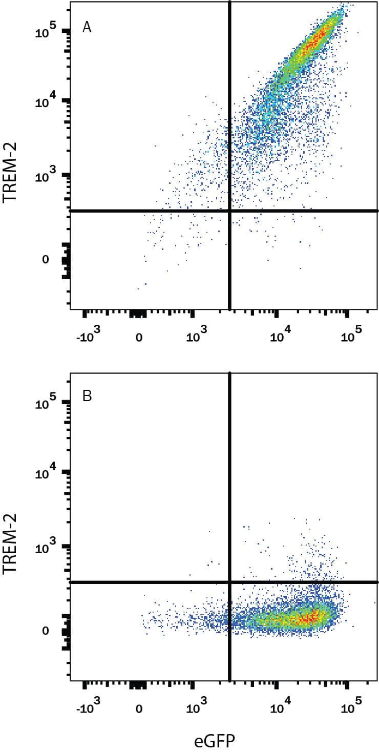 Detection of TREM-2 antibody in HEK Human Cell Line Transfected with Human TREM-2 and eGFP antibody by Flow Cytometry.