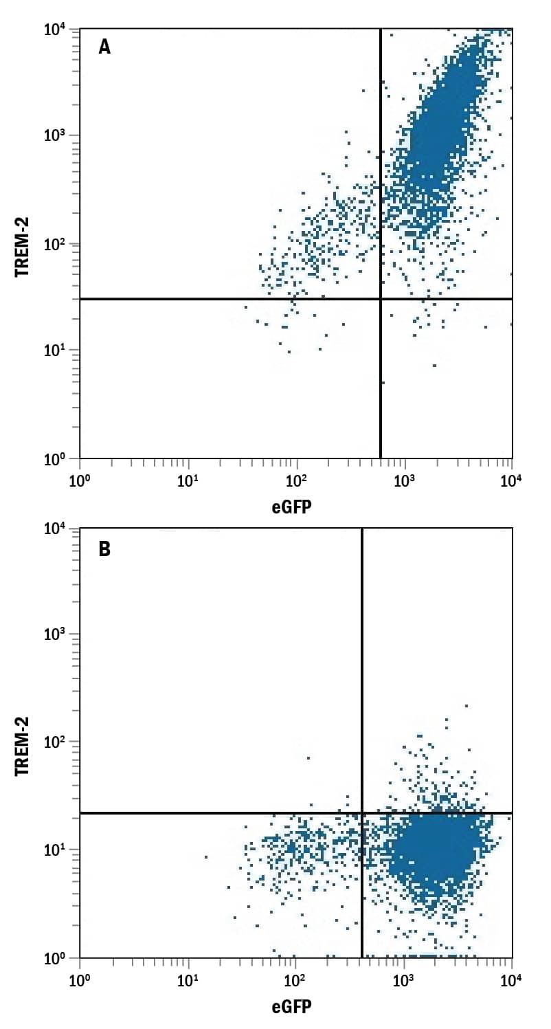 Detection of TREM-2 antibody in HEK293 Human Cell Line Transfected with eGFP and either Human TREM-2 or Human TREM-1 antibody by Flow Cytometry.