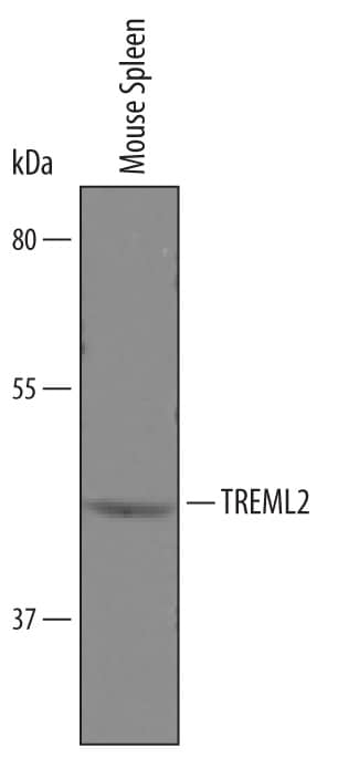 Detection of Mouse TREML2/TLT-2 antibody by Western Blot.