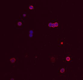 TRIM21 antibody in Human PBMCs by Immunocytochemistry (ICC).