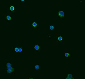 TRIM21 antibody in Human PBMCs by Immunocytochemistry (ICC).