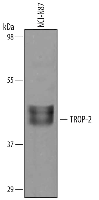 Detection of Human TROP-2 antibody by Western Blot.