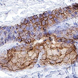 TROP-2 antibody in Mouse Skin by Immunohistochemistry (IHC-P).