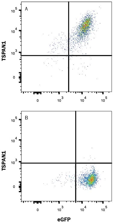 Detection of TSPAN1 antibody in HEK293 Human Cell Line Transfected with Human TSPAN1 and eGFP antibody by Flow Cytometry.