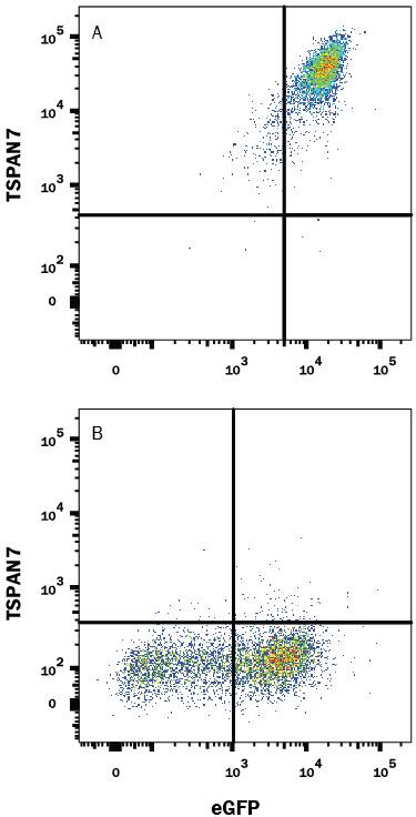 Detection of TSPAN7 antibody in HEK Human Cell Line Transfected with Human TSPAN7 and eGFP antibody by Flow Cytometry.