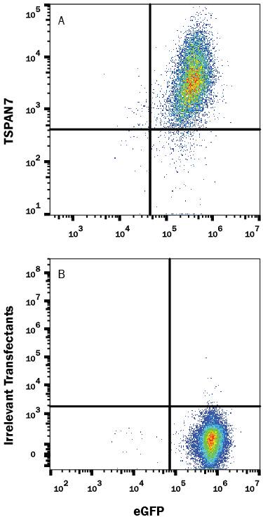 Detection of TSPAN7 antibody in HEK293 Human Cell Line Transfected with Human TSPAN7 and eGFP antibody by Flow Cytometry.