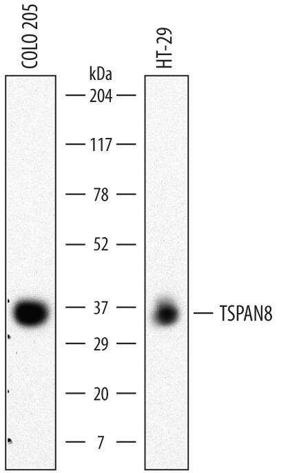 Detection of Human TSPAN8 antibody by Western Blot.